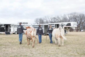 Read more about the article Livestock Show Season: What type of trailer do you need?